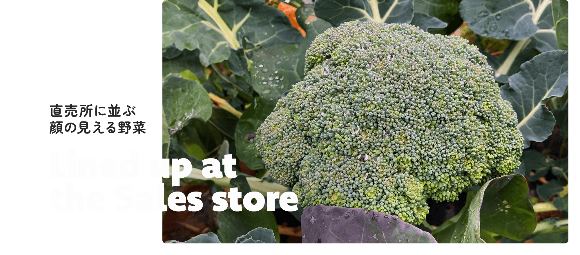 直売所に並ぶ、顔の見える野菜